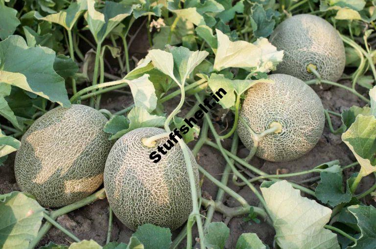 Learn how to Harvest and Retailer Melons