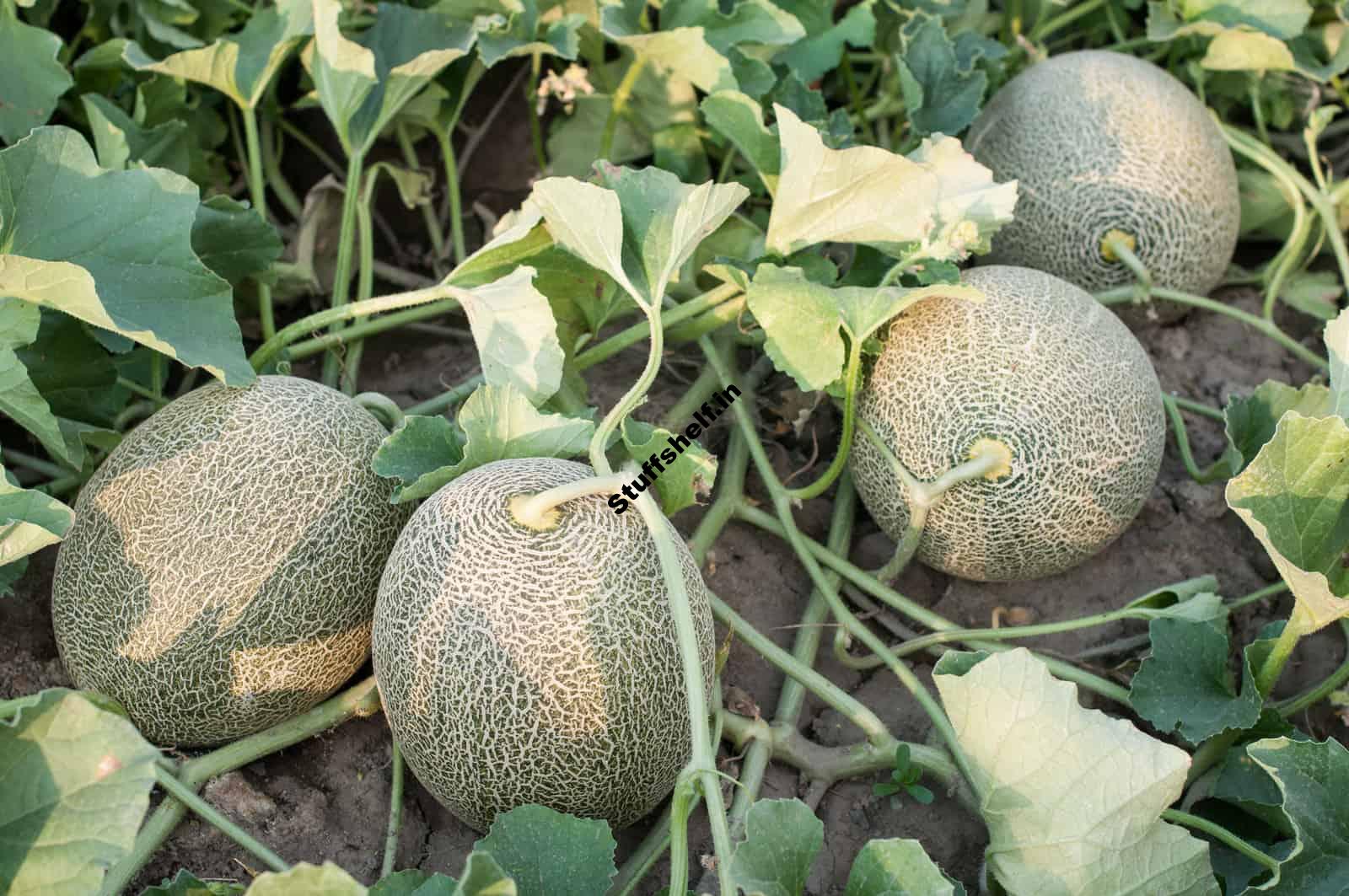 How to Harvest and Store Melons