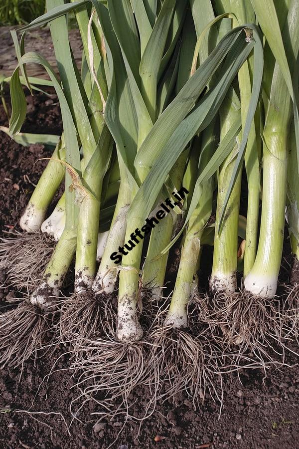 When and How to Harvest Leeks