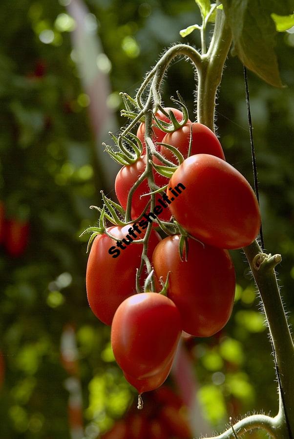 Paste Tomatoes for Home Gardens