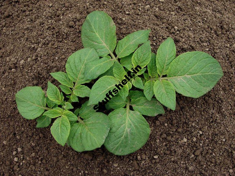 How to Grow Organic Potatoes