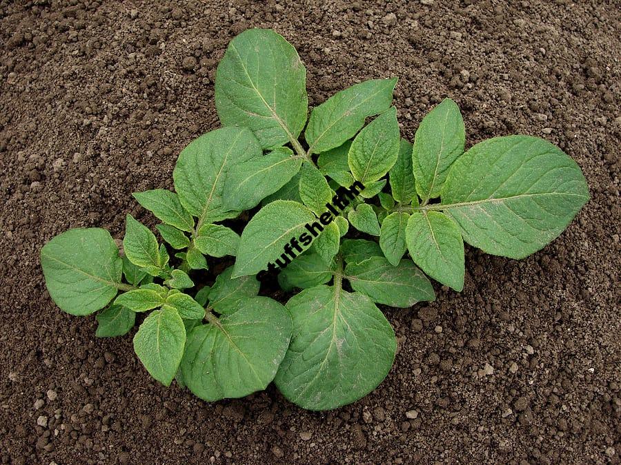 How to Grow Organic Potatoes