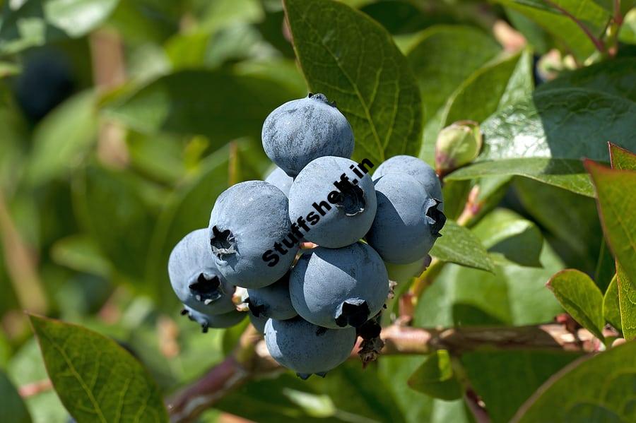 Easy to Grow Blueberry Varieties