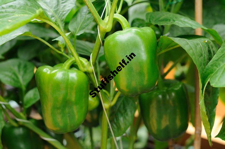 Pepper Growing Success Tips Harvest to Table