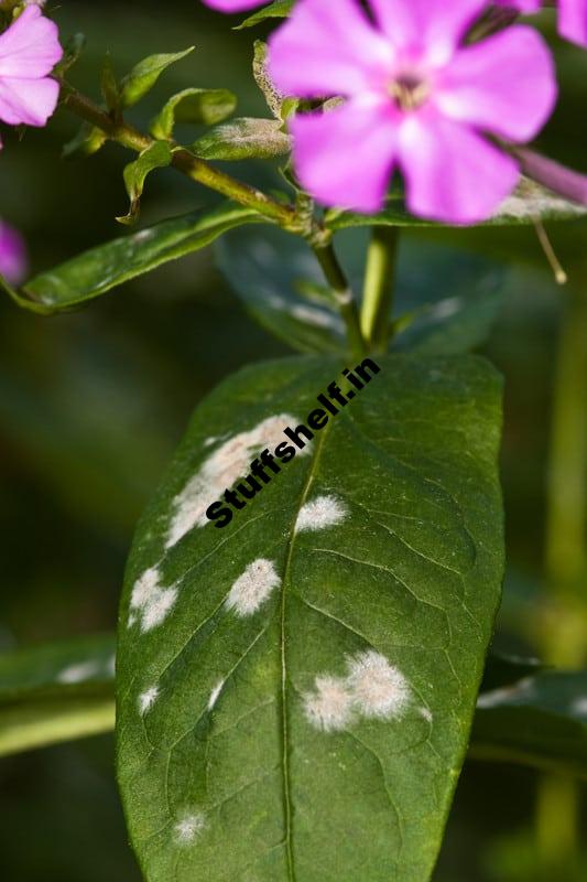 Powdery Mildew Defense Harvest to Table