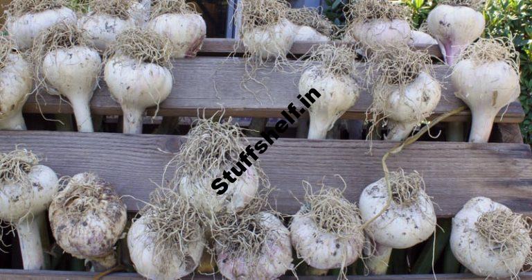 Garlic Growing Quick Tips Harvest to Table