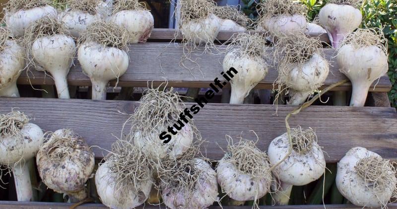 Garlic Growing Quick Tips – Harvest to Table