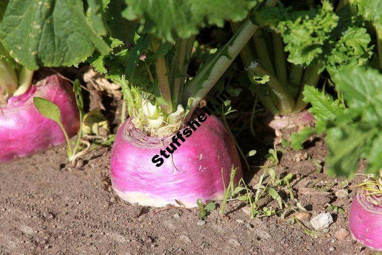 Turnip Growing Quick Tips Harvest to Table