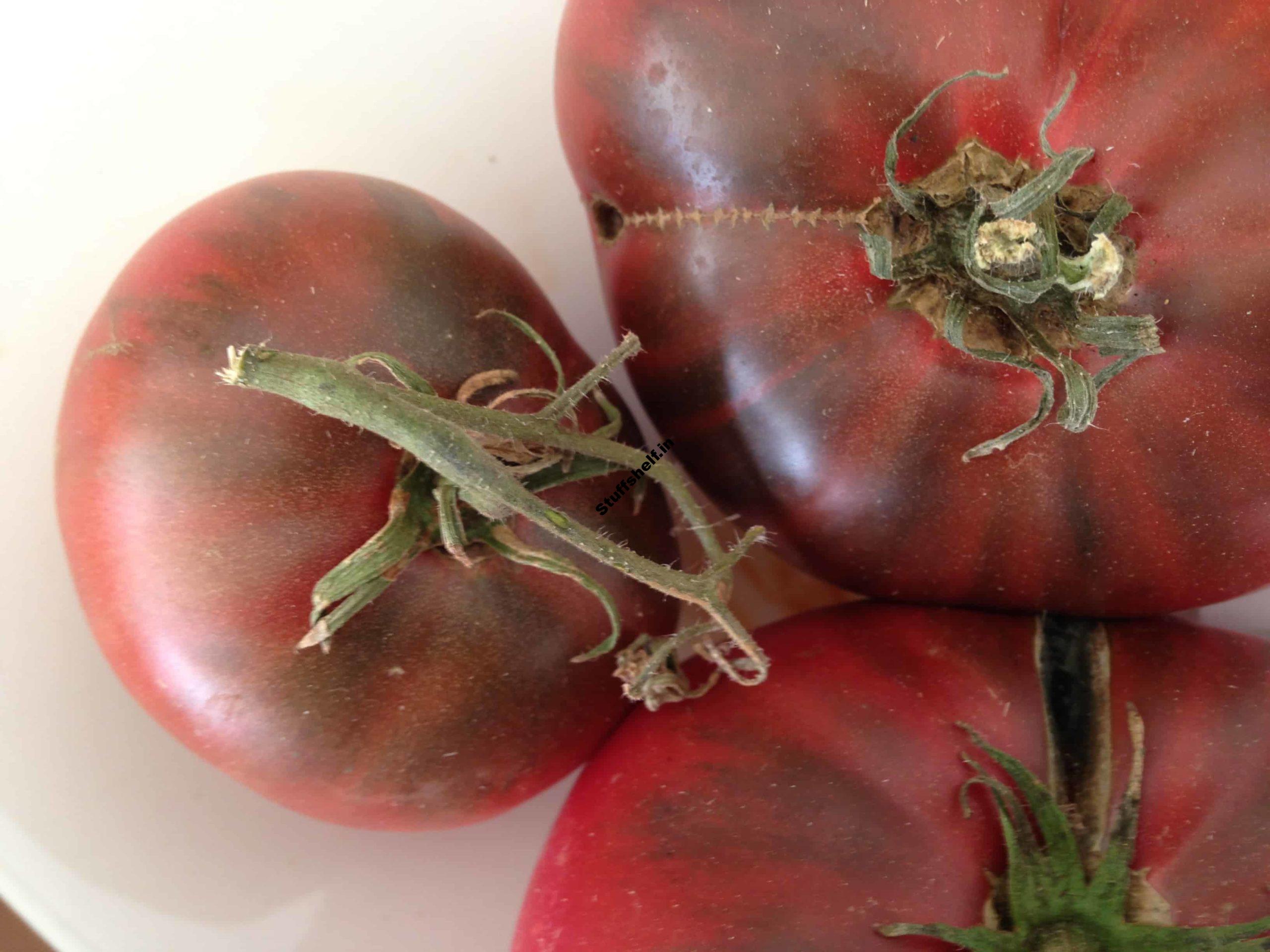 Tomato Flavor Explained Harvest to Table