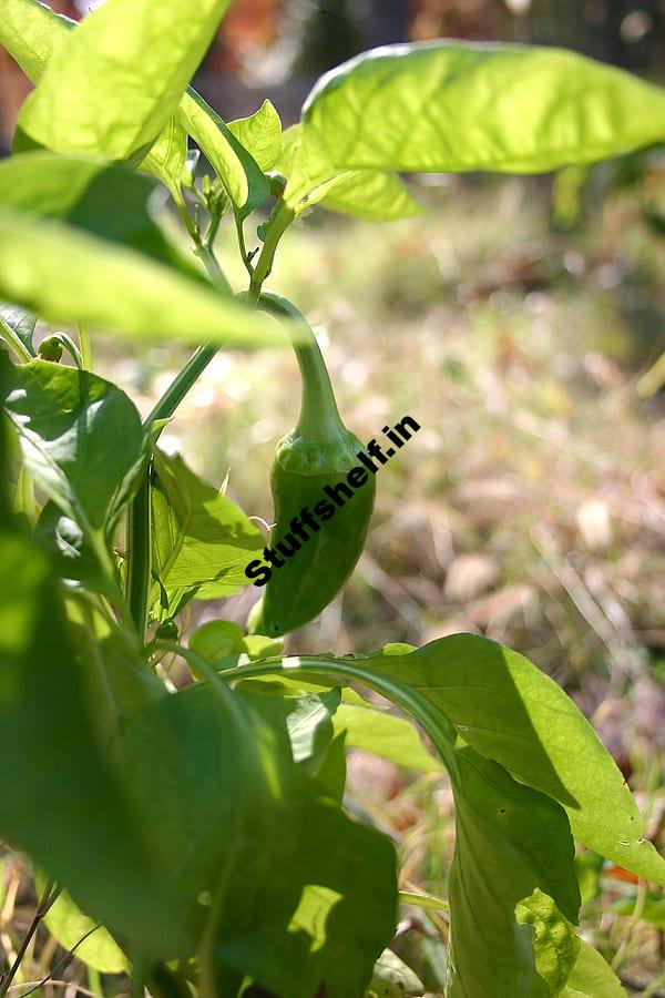 Pepper Growing Quick Tips Harvest to Table