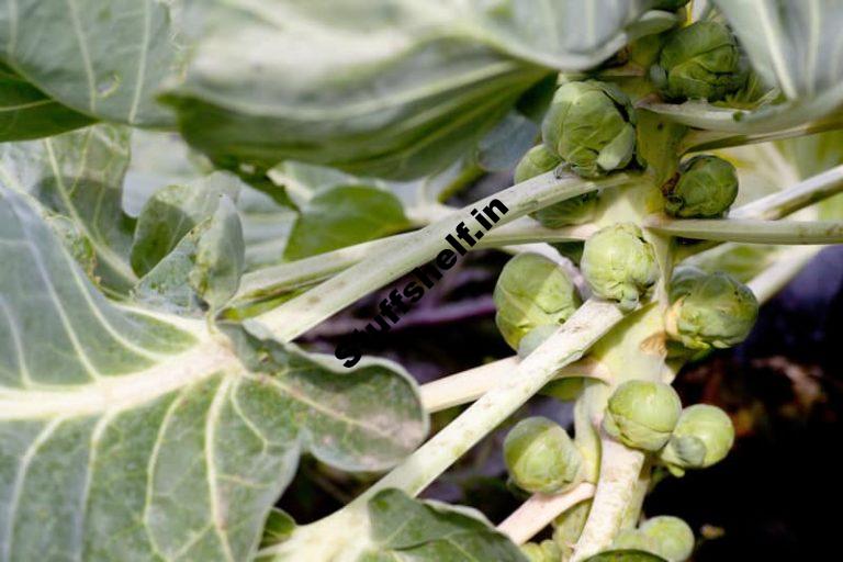 Brussels Sprouts Growing Quick Tips