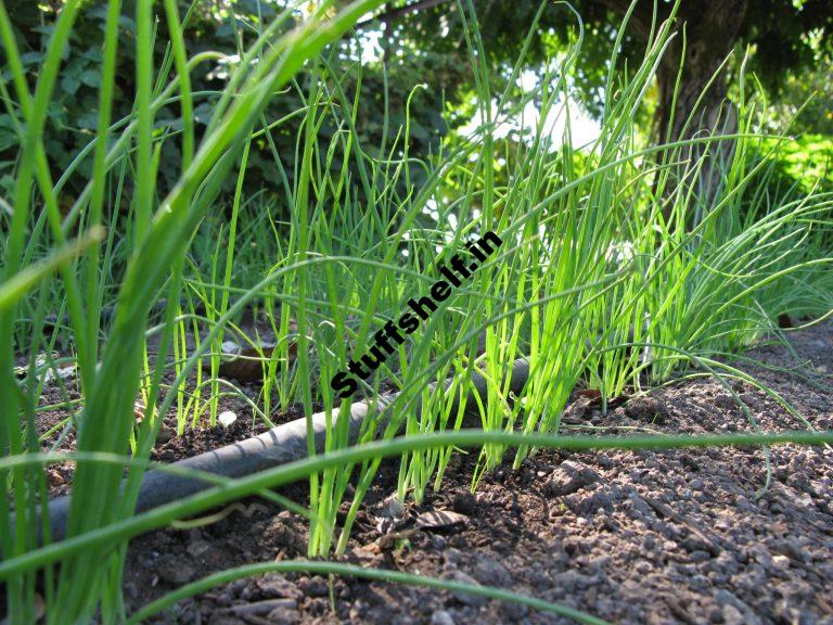 Onion Growing Quick Tips Harvest to Table