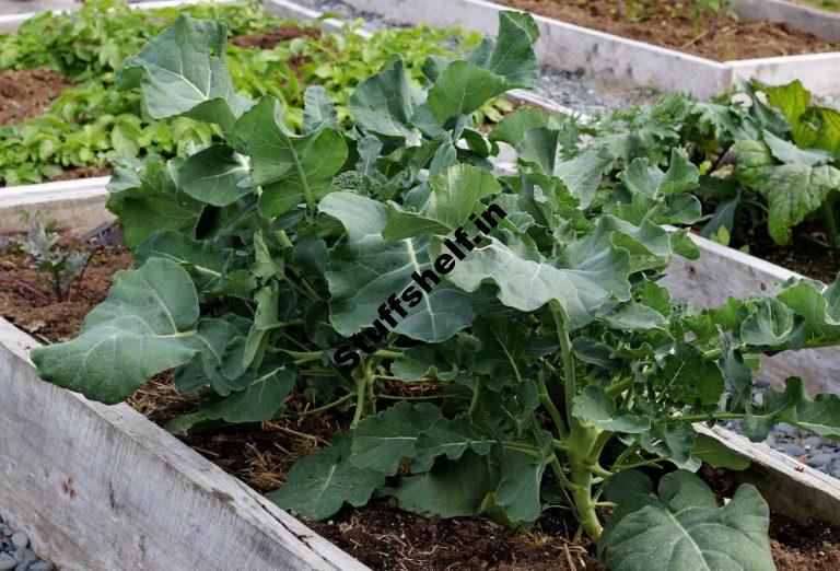 Broccoli Growing Quick Tips Harvest to Table