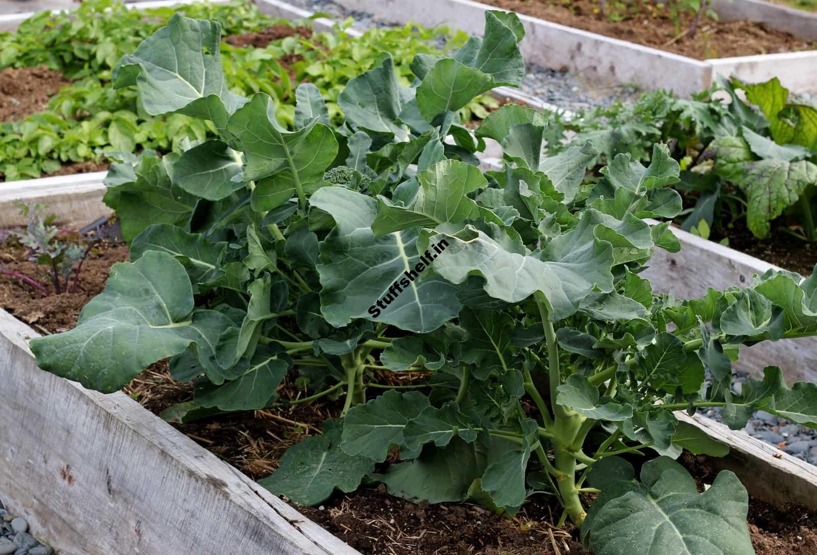 Broccoli Growing Quick Tips Harvest to Table