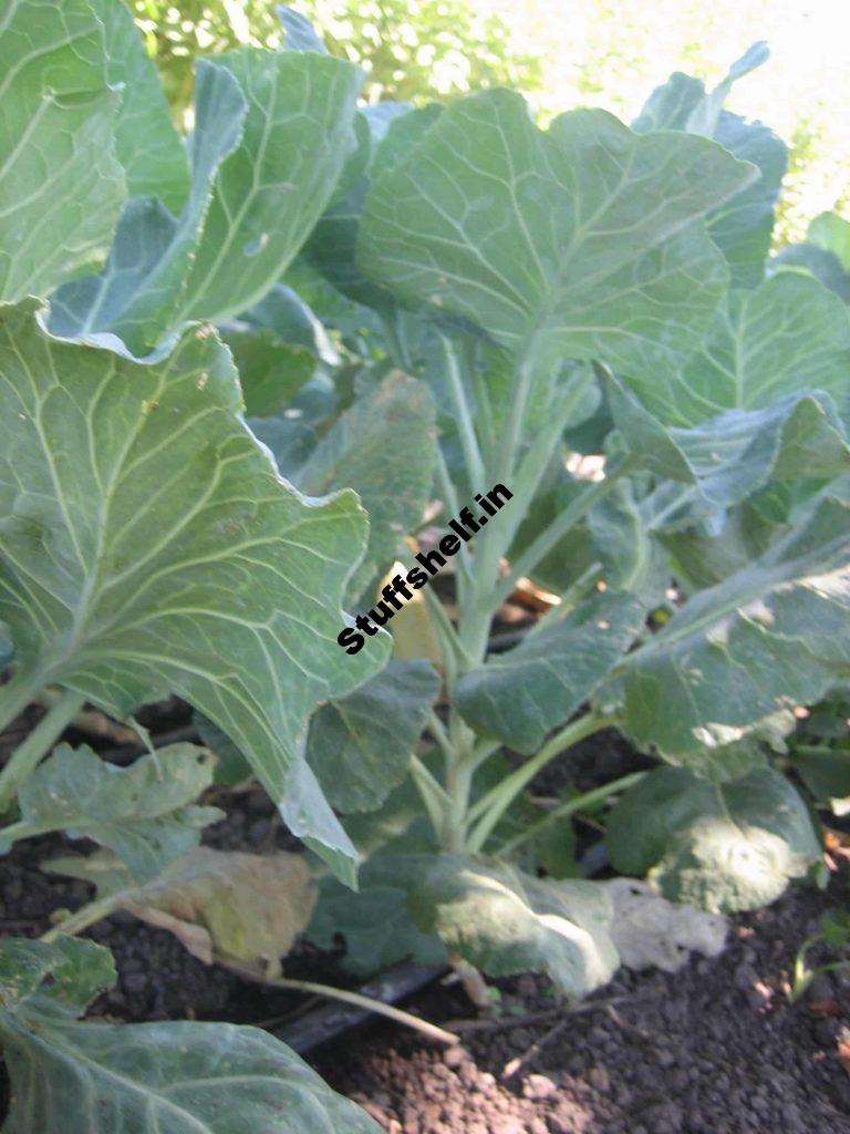 Collards Growing Quick Tips Harvest to Table