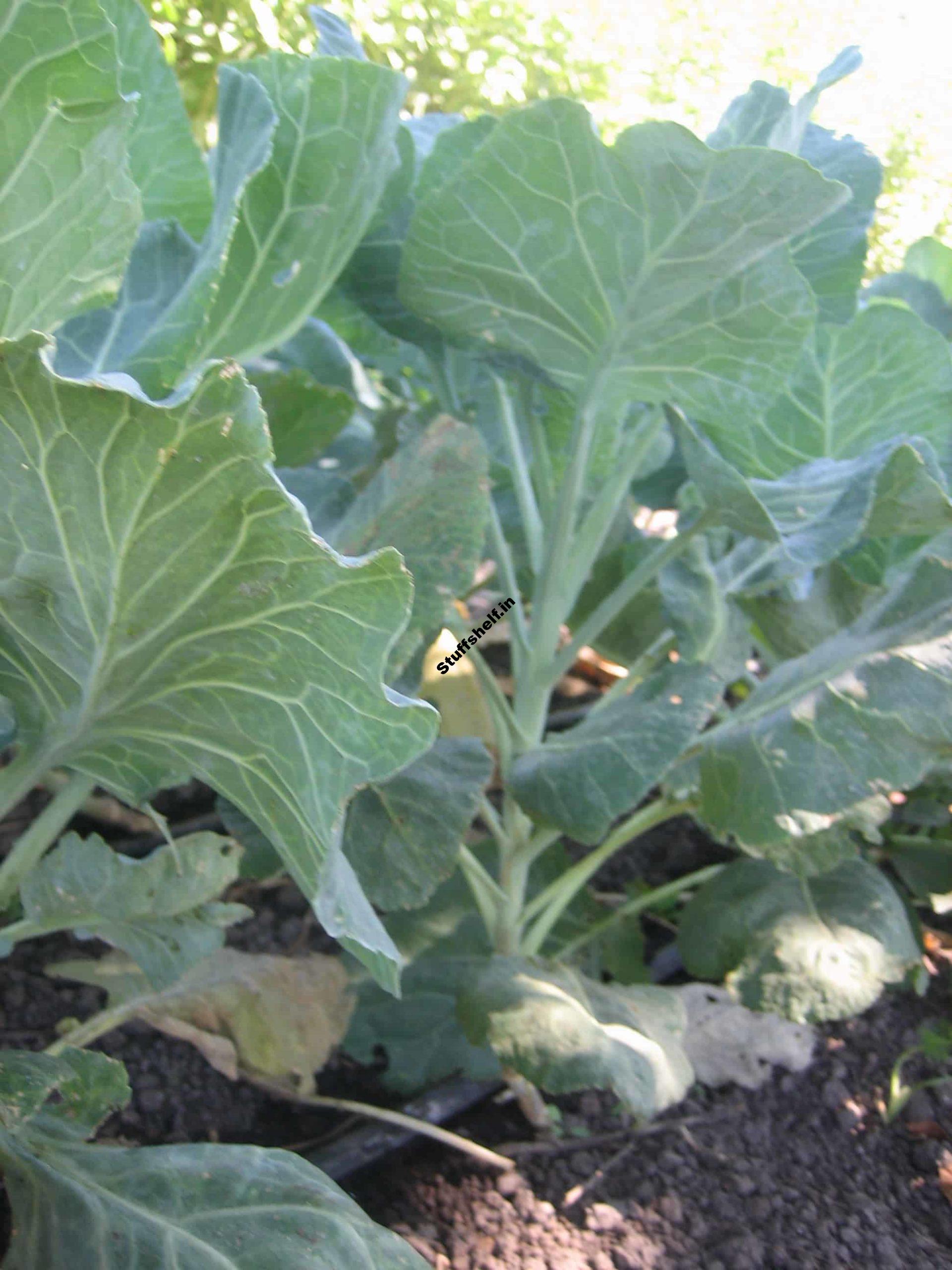 Collards Growing Quick Tips – Harvest to Table