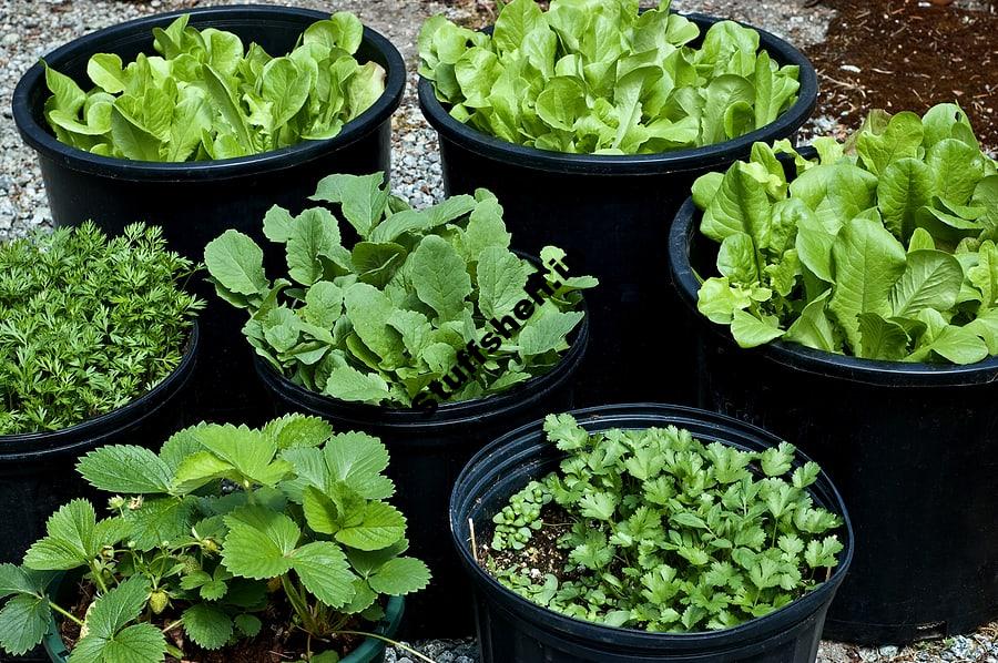 Pot and Container Sizes for Growing Vegetable Crops