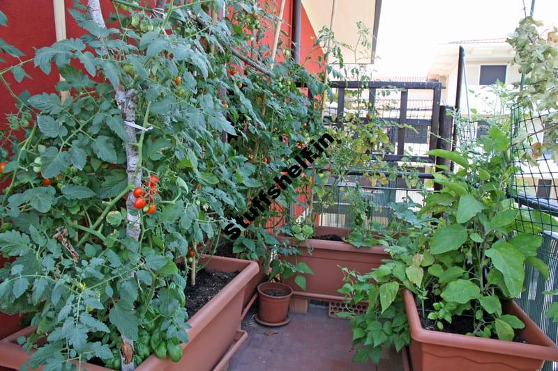 Balcony and Rooftop Vegetable Garden Basics