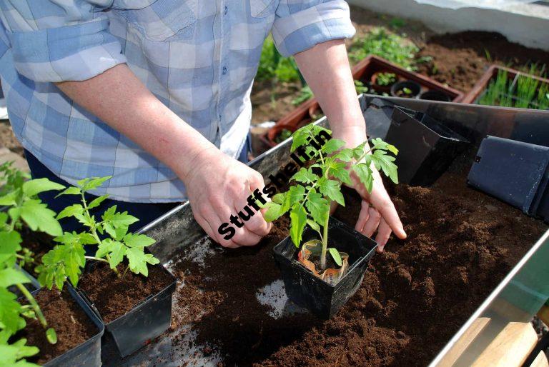 Potting Mix Ingredients Harvest to Table