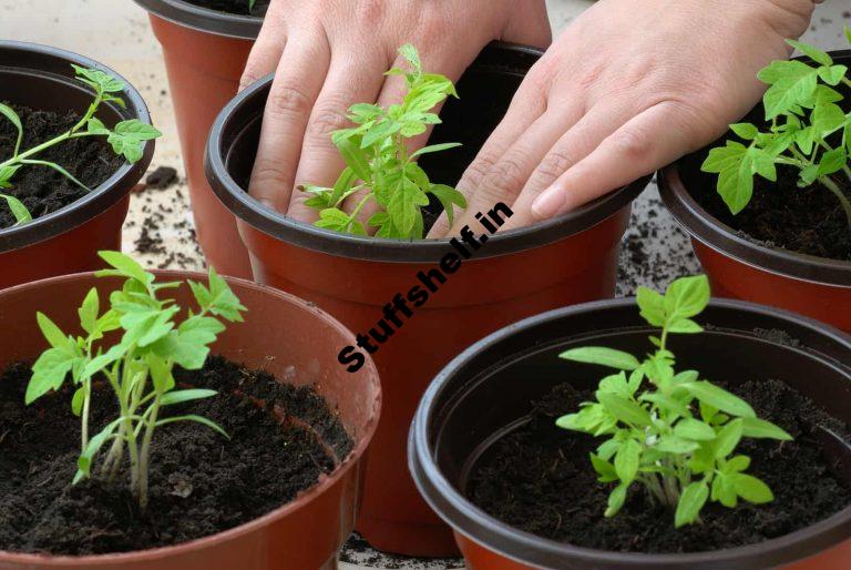 Best Times to Grow Vegetables in Containers