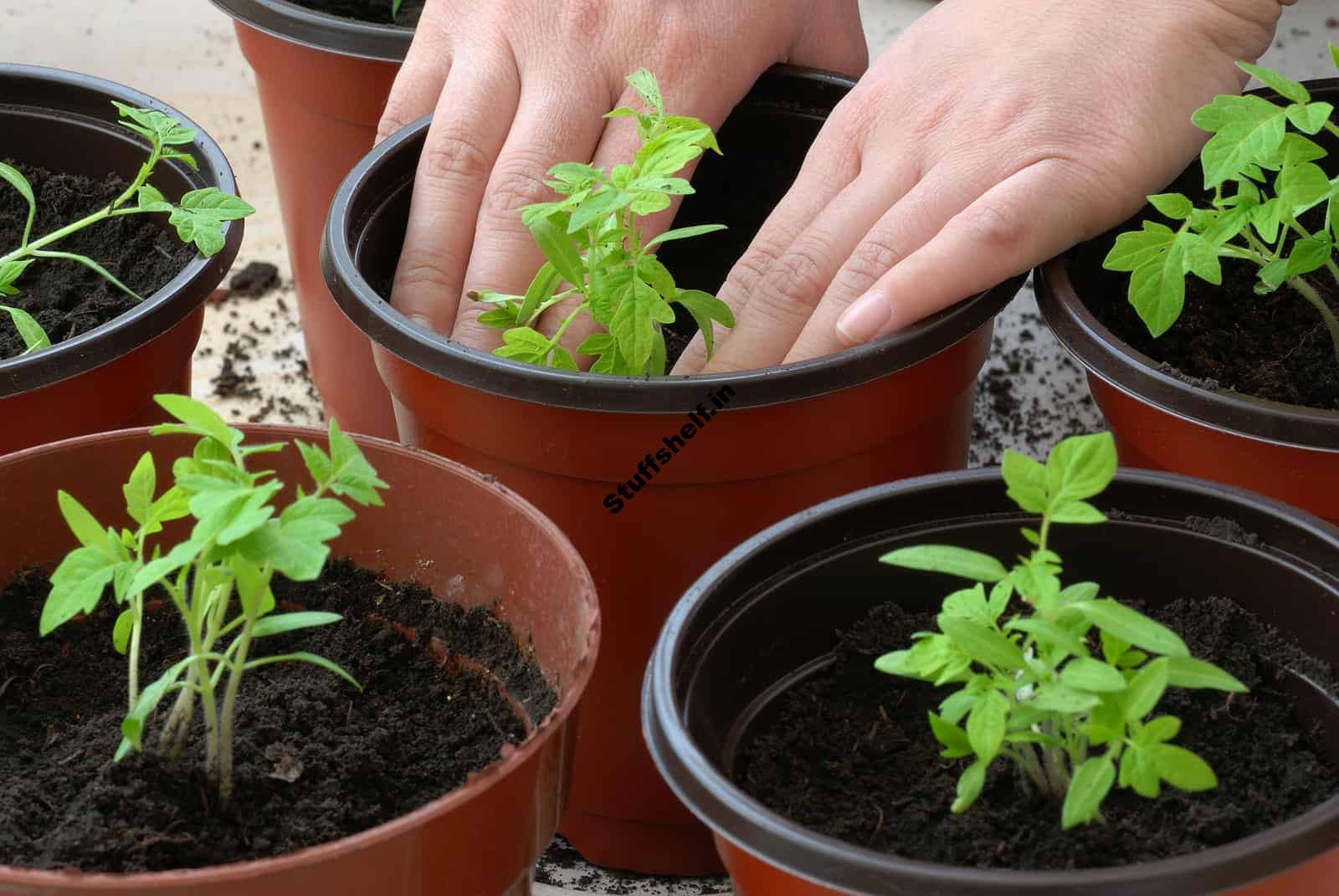 Best Times to Grow Vegetables in Containers