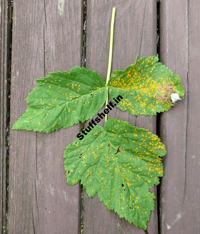 Rust Disease Harvest to Table