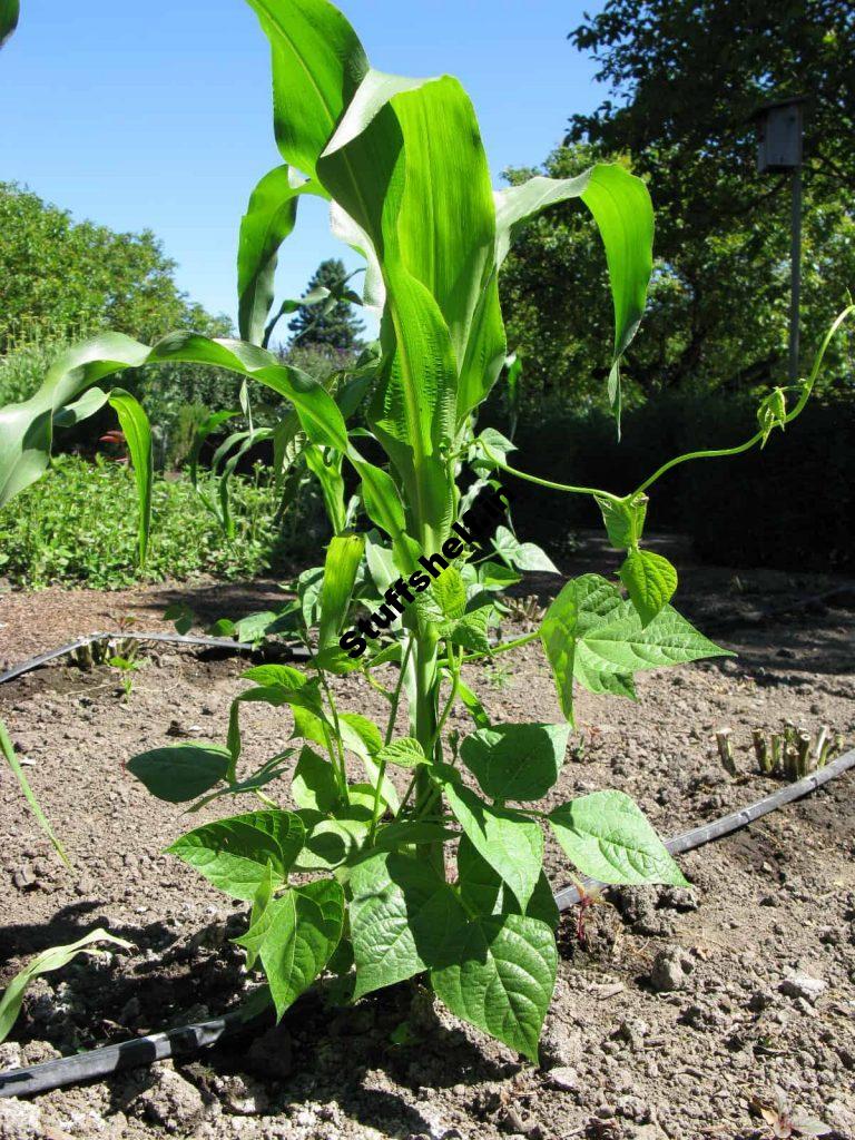 Corn Beans and Squash The Three Sisters