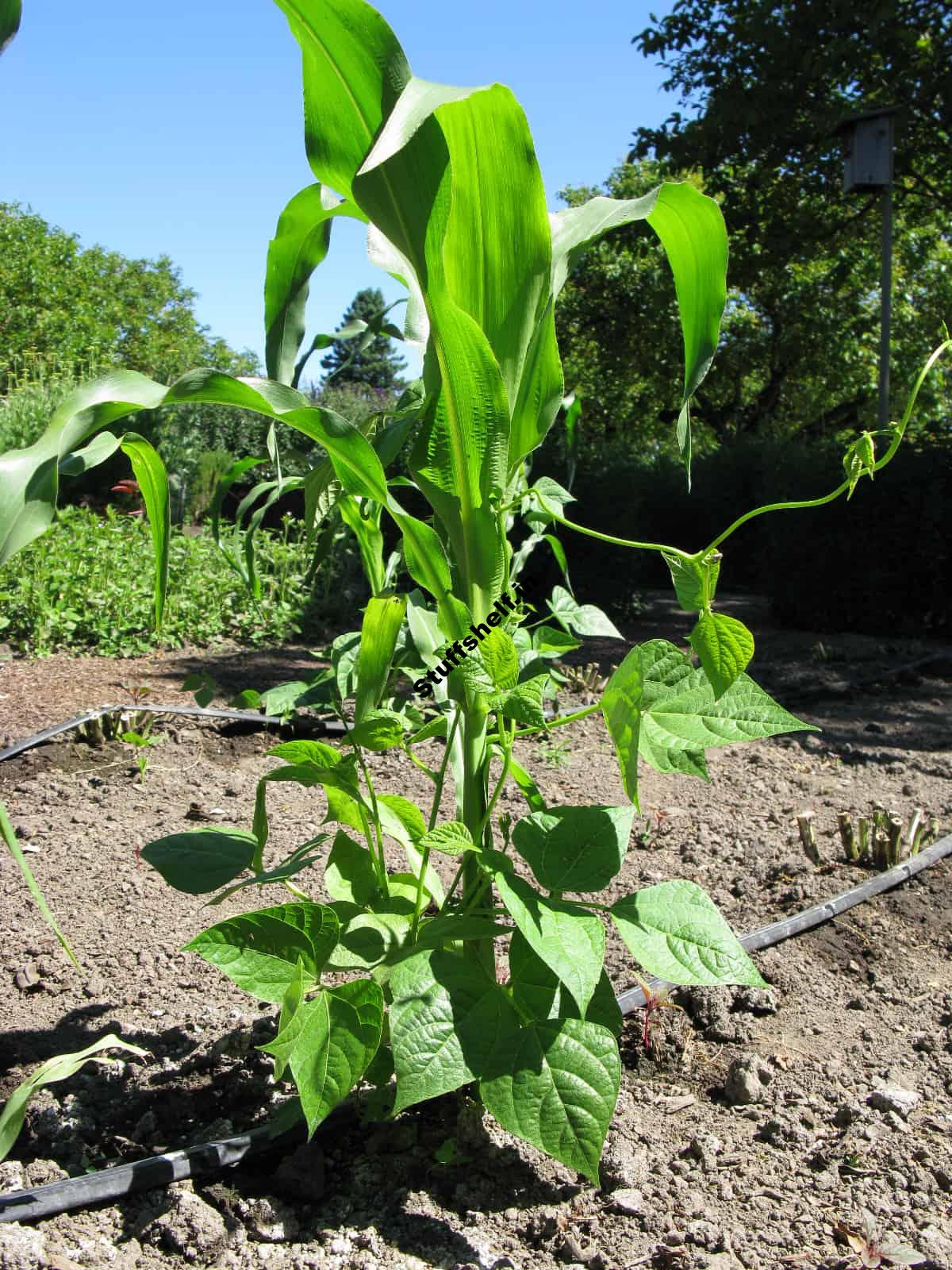 Corn Beans and Squash The Three Sisters