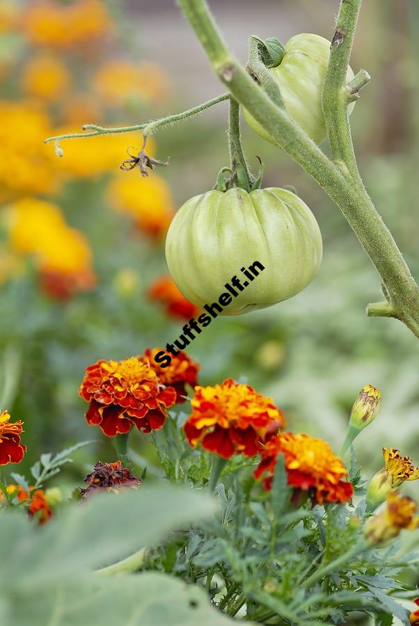 Companion Planting and Tomatoes Harvest to Table