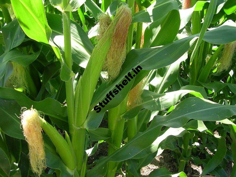 Corn Earworm Controls Harvest to Table