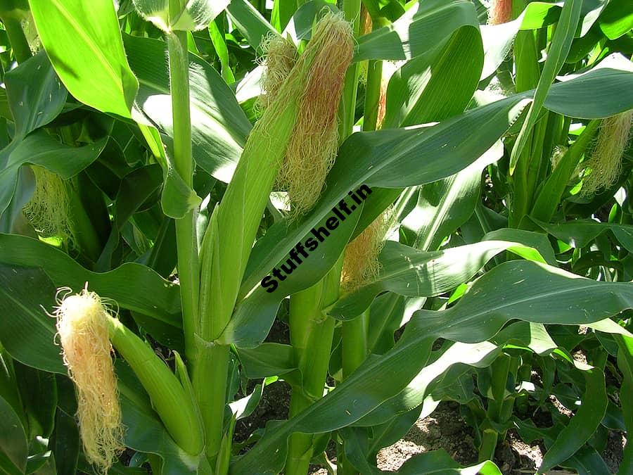 Corn Earworm Controls – Harvest to Table