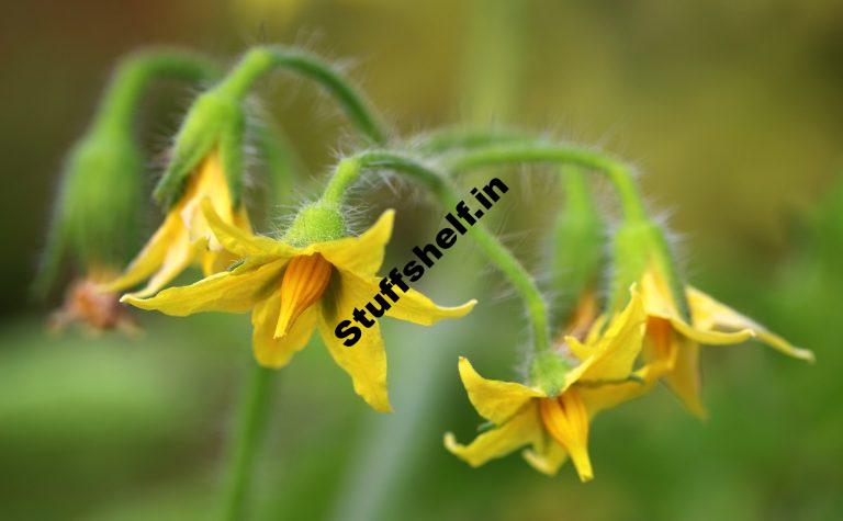 Self Pollinating Vegetables Harvest to Table