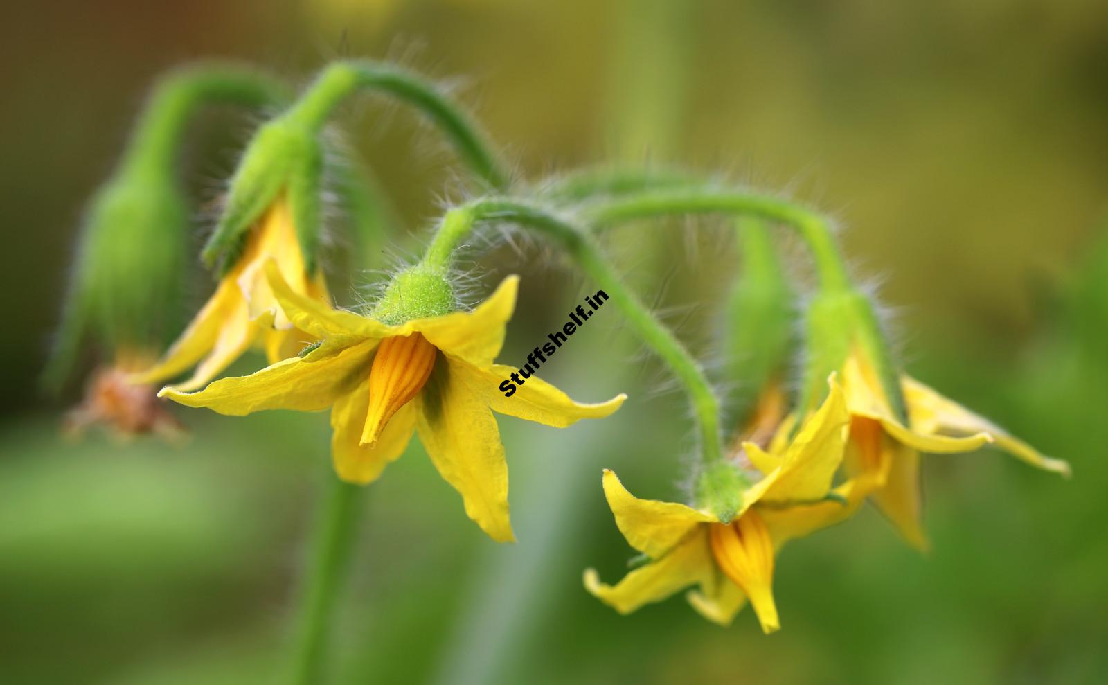 Self-Pollinating Vegetables – Harvest to Table