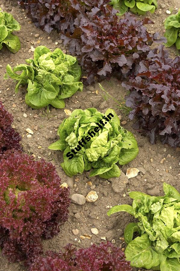 Lettuce Bolting in Warm Weather