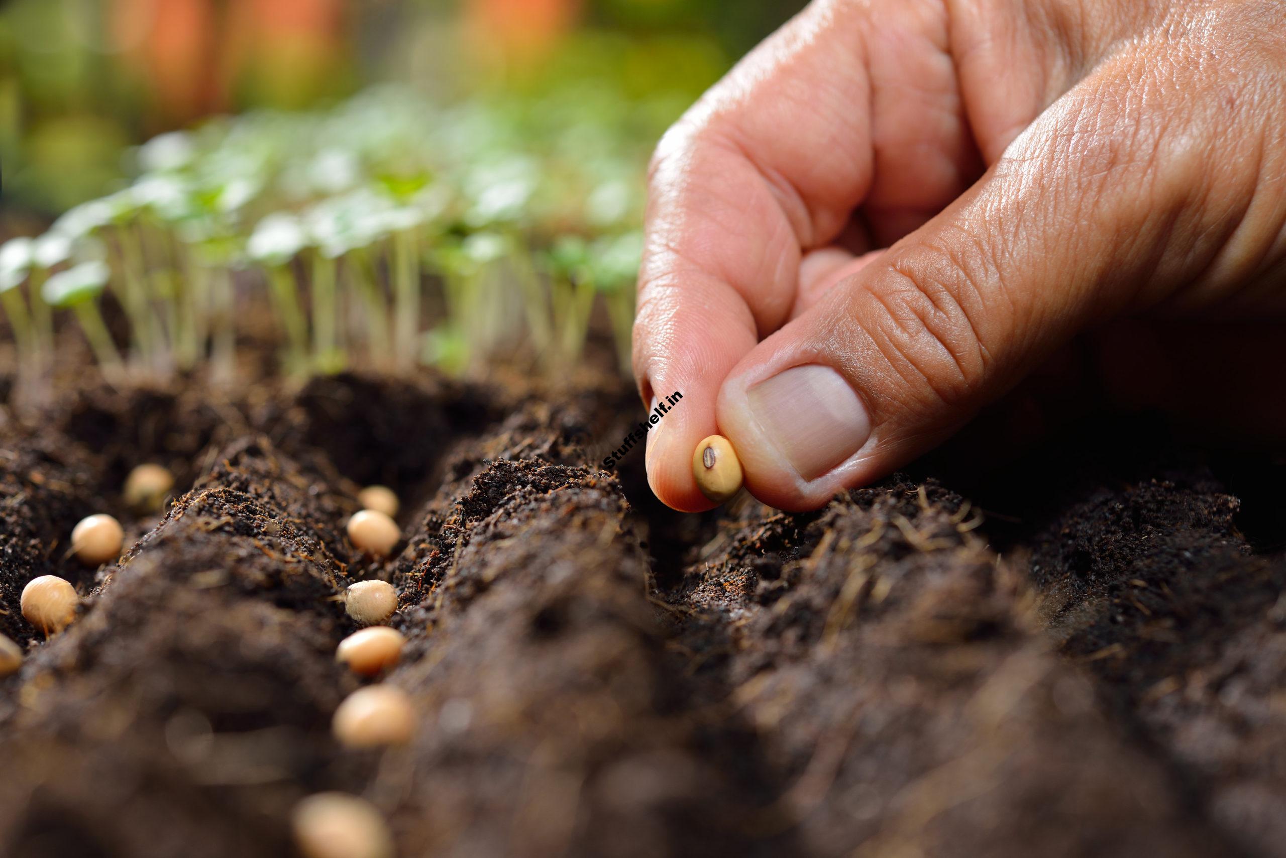 Vegetable Garden Tips for May