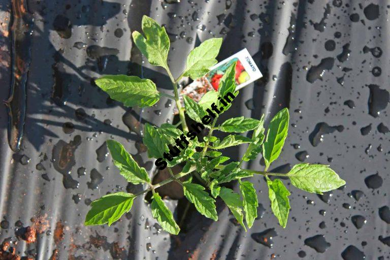 Tomato Planting Tips Harvest to Table