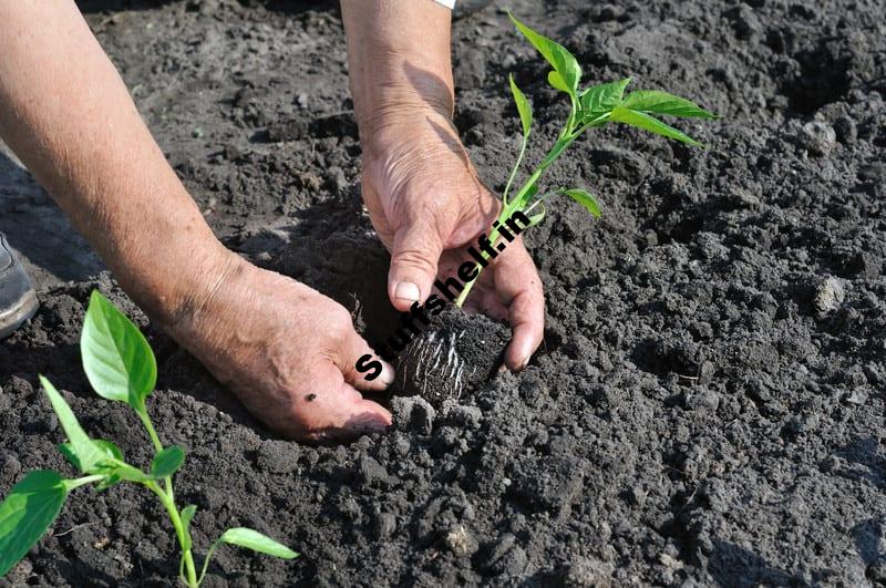 Peppers, Melons, Eggplants—Hate the Cold