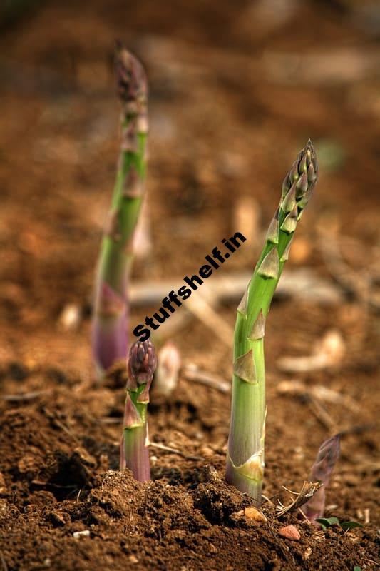 Planting Asparagus