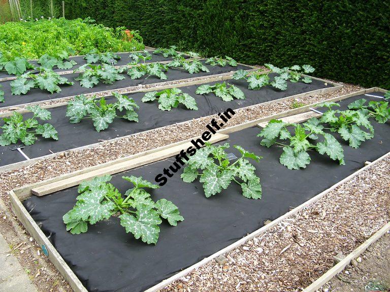 Melon, Squash, and Cucumber Rising Good fortune Guidelines