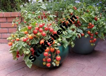 10 Tomatoes for Small Spaces