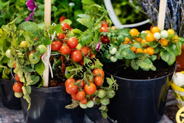 How to Grow Tomatoes in Containers