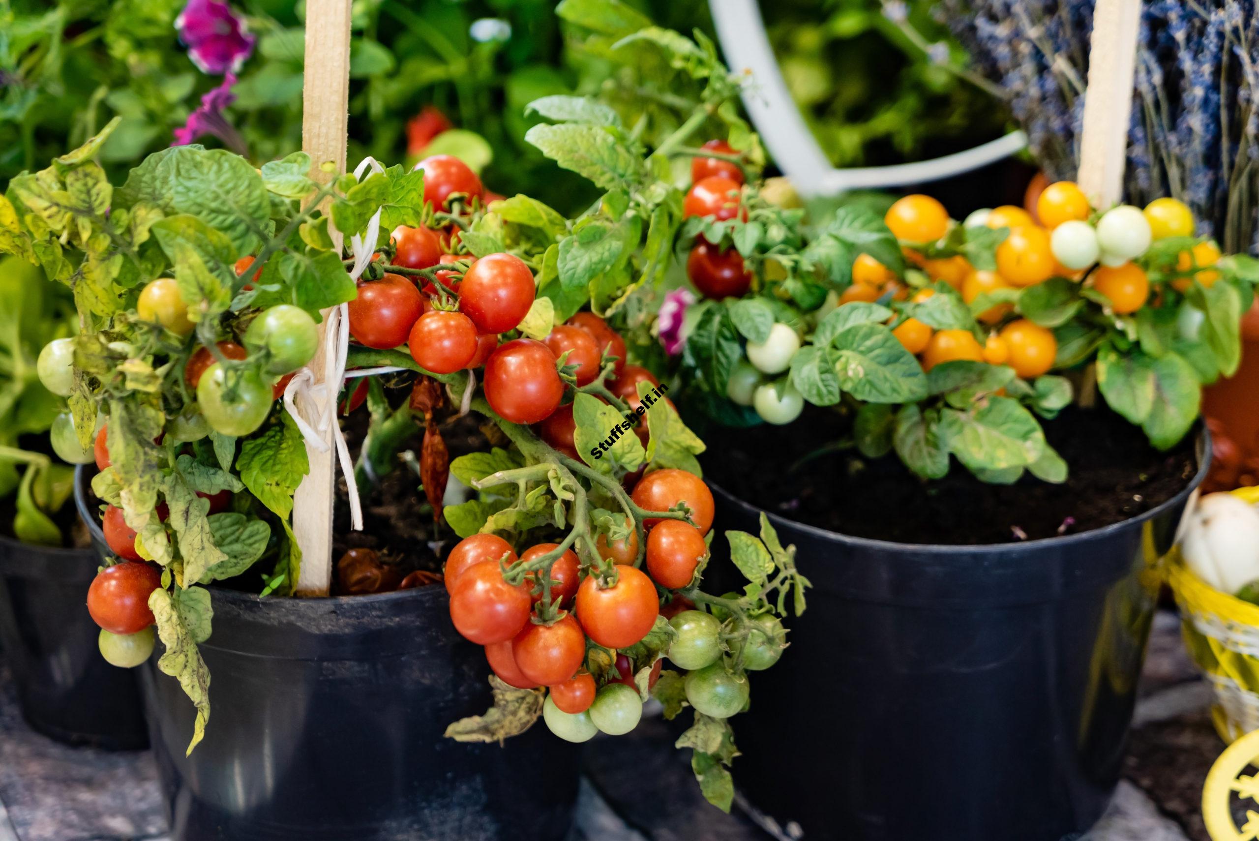 How to Grow Tomatoes in Containers