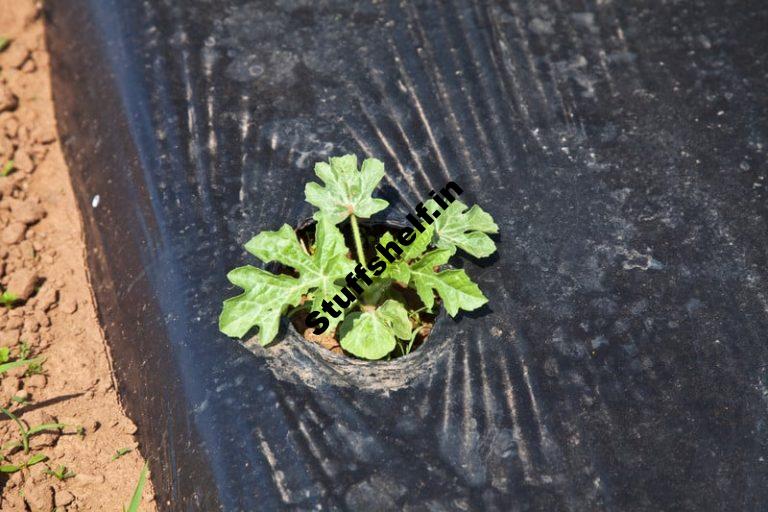 Pre Warm Cold Soil Before Planting Vegetables