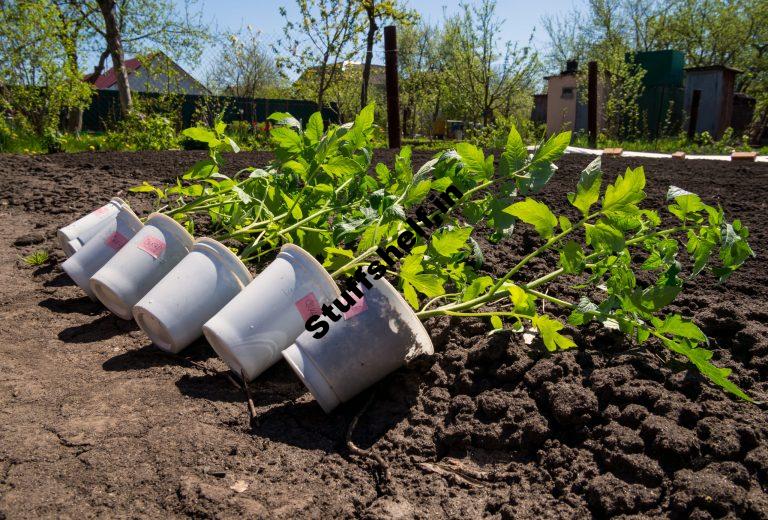 Tomato Planting Easy Steps to a Bumper Crops