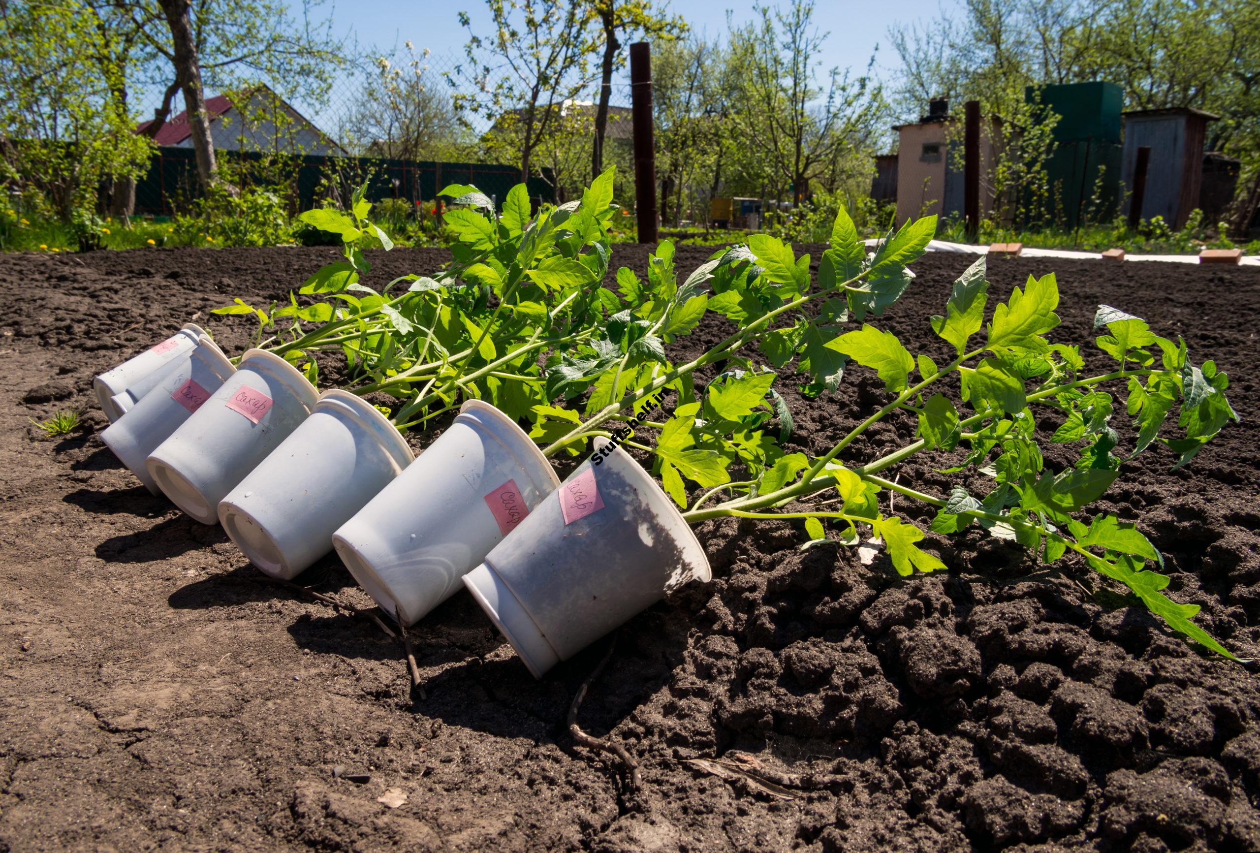 Tomato Planting: Easy Steps to a Bumper Crops