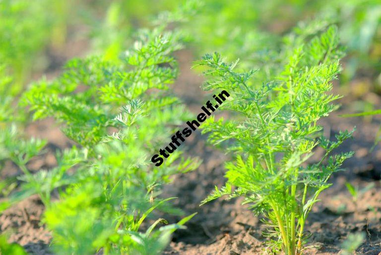 Pre Sprout Carrot Seed to Insure a Crop