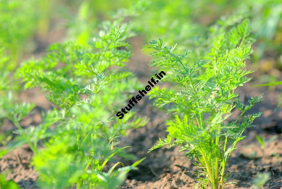 Pre Sprout Carrot Seed to Insure a Crop