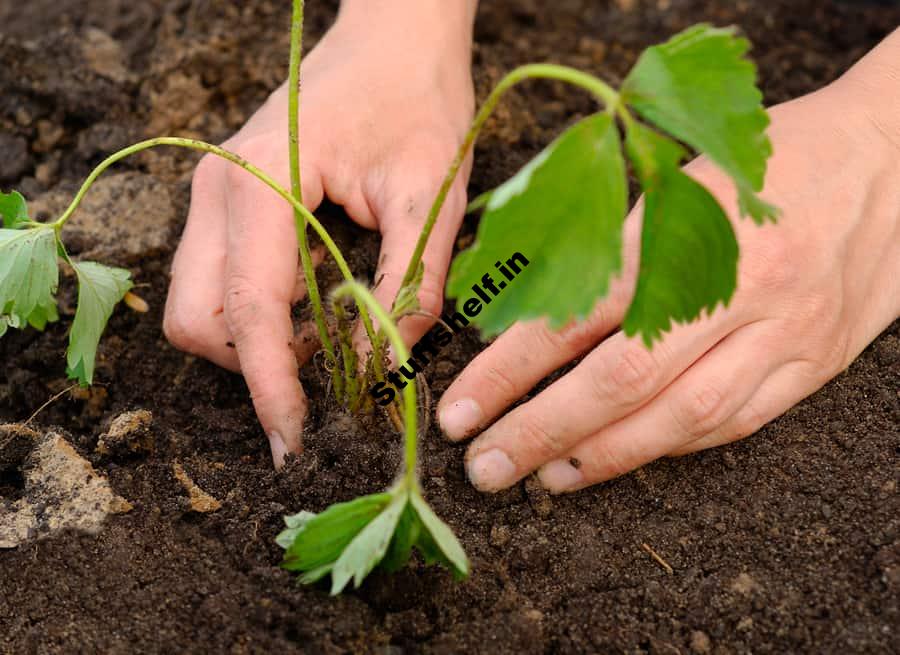 How to Start Strawberry Plants from Runners