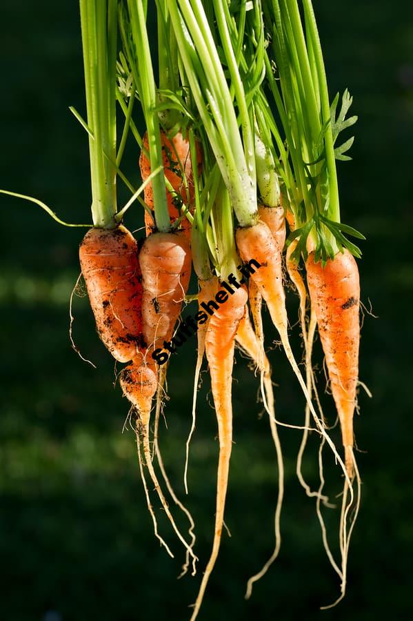 5 Easy Steps to Grow Carrots Anytime