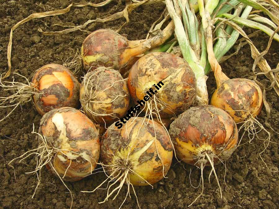 Onion Bulb Growth Is Affected by Dayight Hours and Temperature